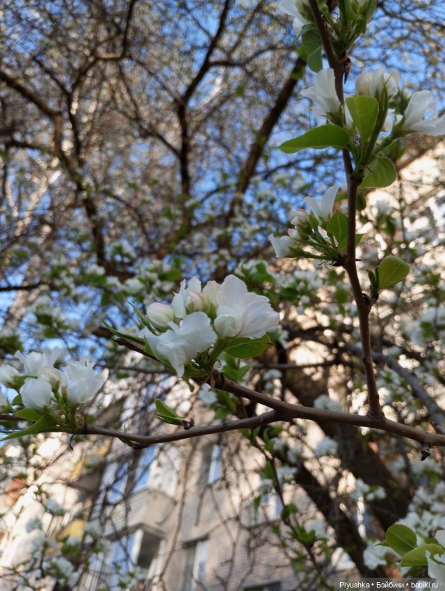 Прогулки с Мийкой помощницей