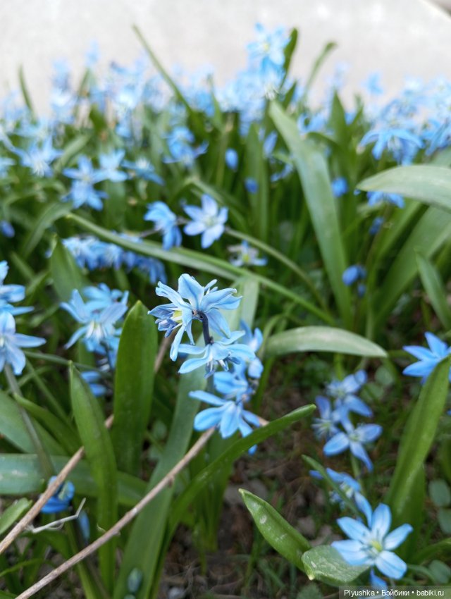 Прогулки с Мийкой помощницей (фото 9)