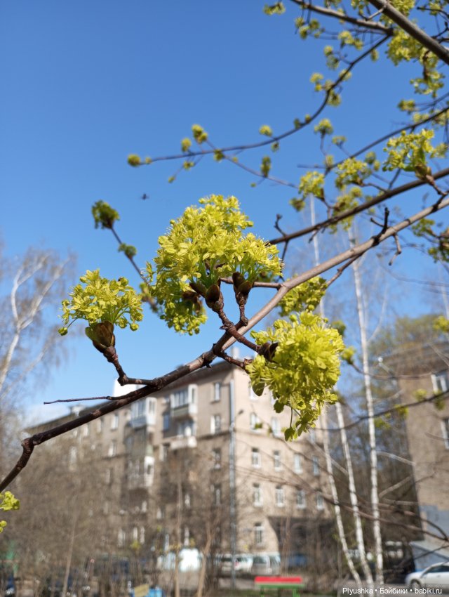 Прогулки с Мийкой помощницей (фото 5)