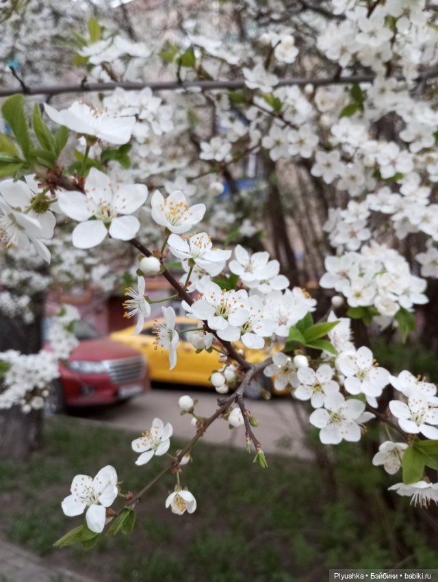 Прогулки с Мийкой помощницей