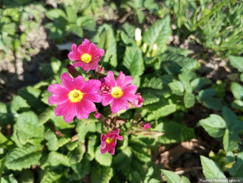 Прогулки с Мийкой помощницей