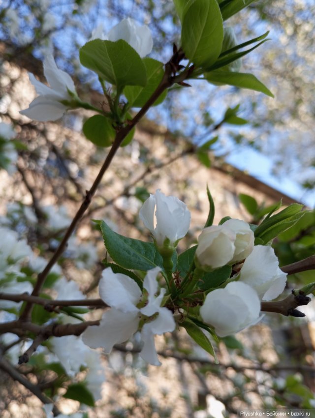 Прогулки с Мийкой помощницей