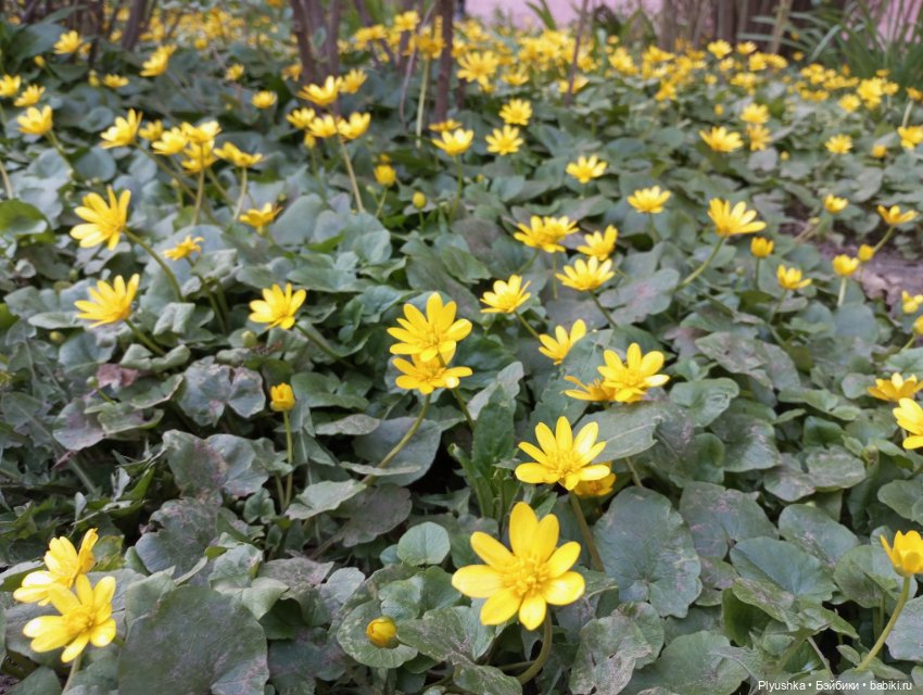 Прогулки с Мийкой помощницей (фото 6)