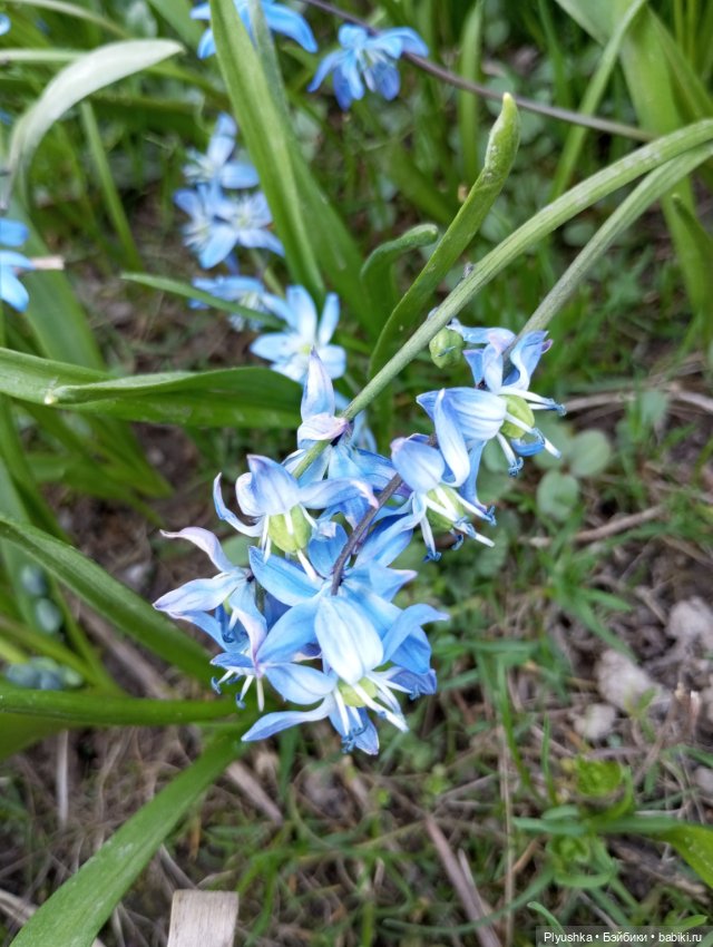 Прогулки с Мийкой помощницей