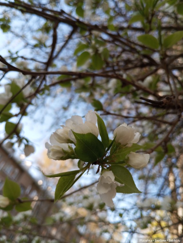 Прогулки с Мийкой помощницей
