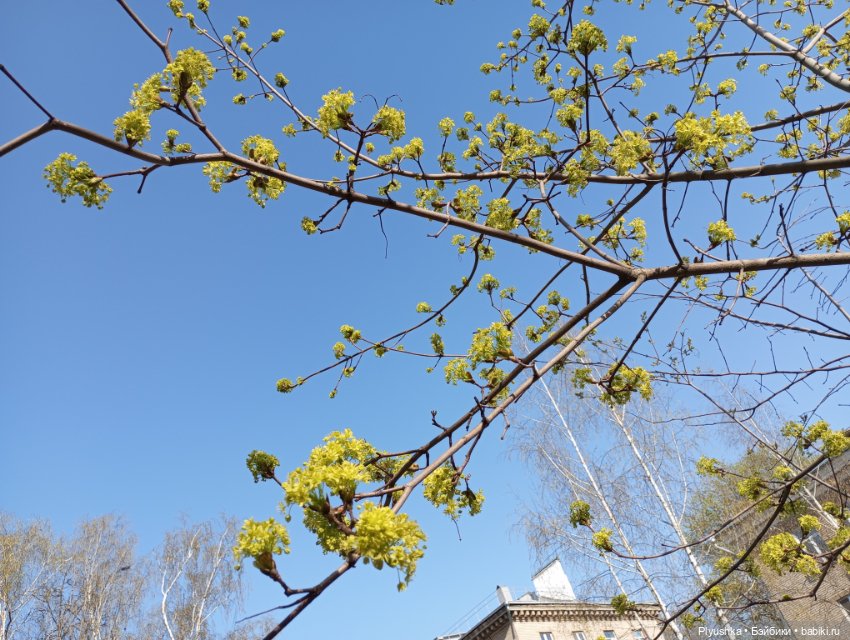 Прогулки с Мийкой помощницей (фото 4)