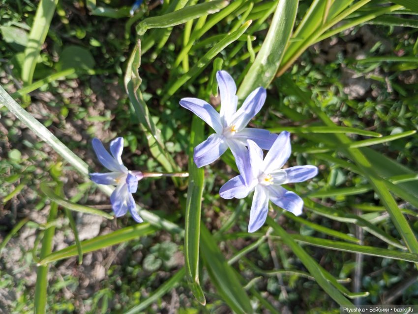 Прогулки с Мийкой помощницей