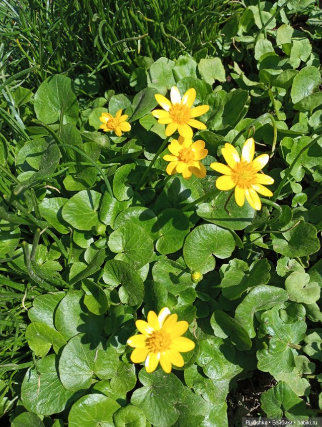 Прогулки с Мийкой помощницей (фото 7)