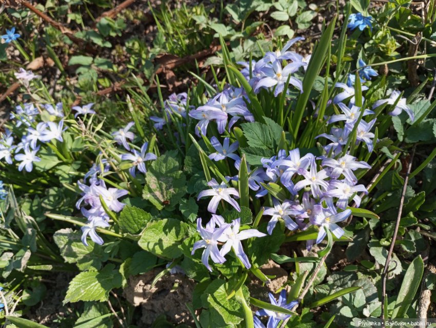 Прогулки с Мийкой помощницей