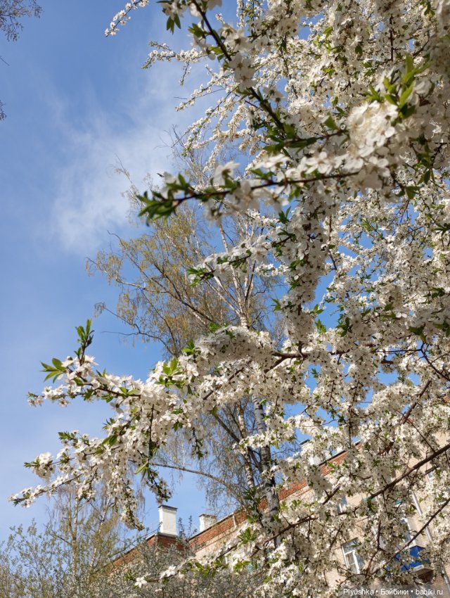 Вишня цветёт — Куклы LeeAnn (Denis Bastien) и Marianna Oldenburg: винил