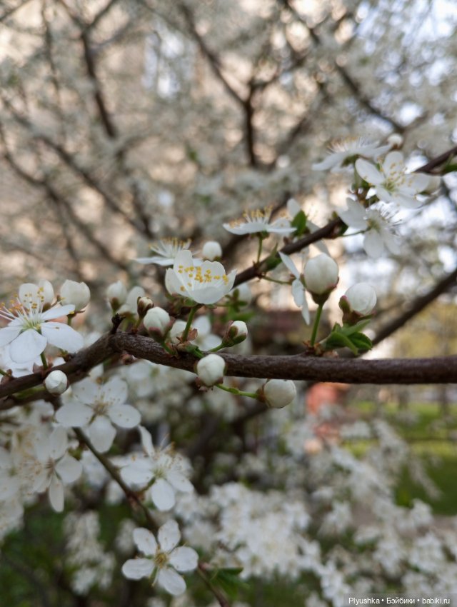 Вишня цветёт — Куклы LeeAnn (Denis Bastien) и Marianna Oldenburg: винил