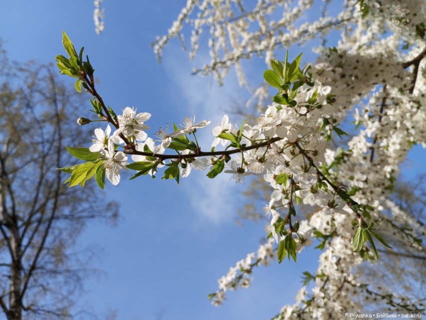 Вишня цветёт — Куклы LeeAnn (Denis Bastien) и Marianna Oldenburg: винил (фото 7)