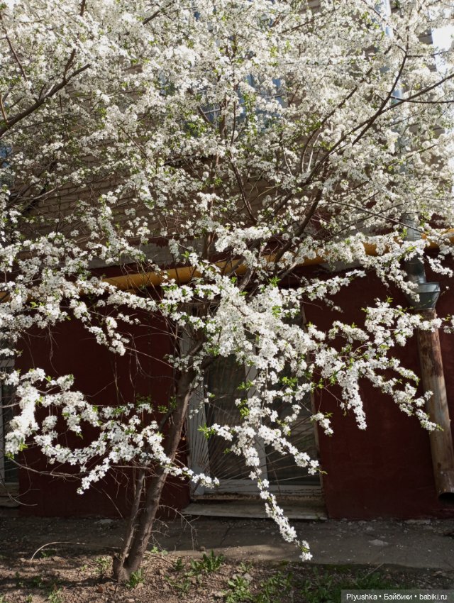 Вишня цветёт — Куклы LeeAnn (Denis Bastien) и Marianna Oldenburg: винил