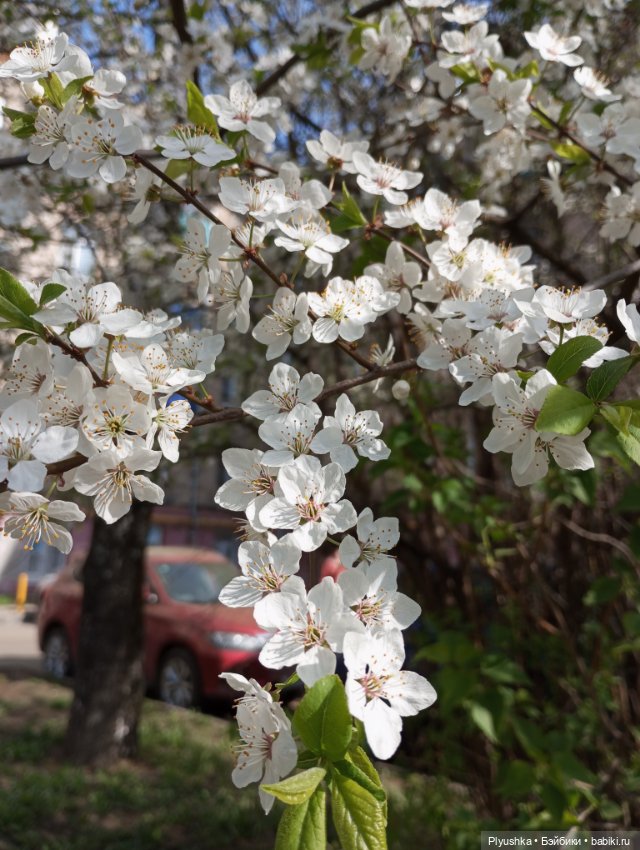 Вишня цветёт — Куклы LeeAnn (Denis Bastien) и Marianna Oldenburg: винил (фото 3)