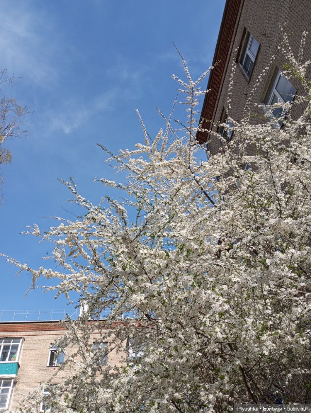 Вишня цветёт — Куклы LeeAnn (Denis Bastien) и Marianna Oldenburg: винил (фото 6)