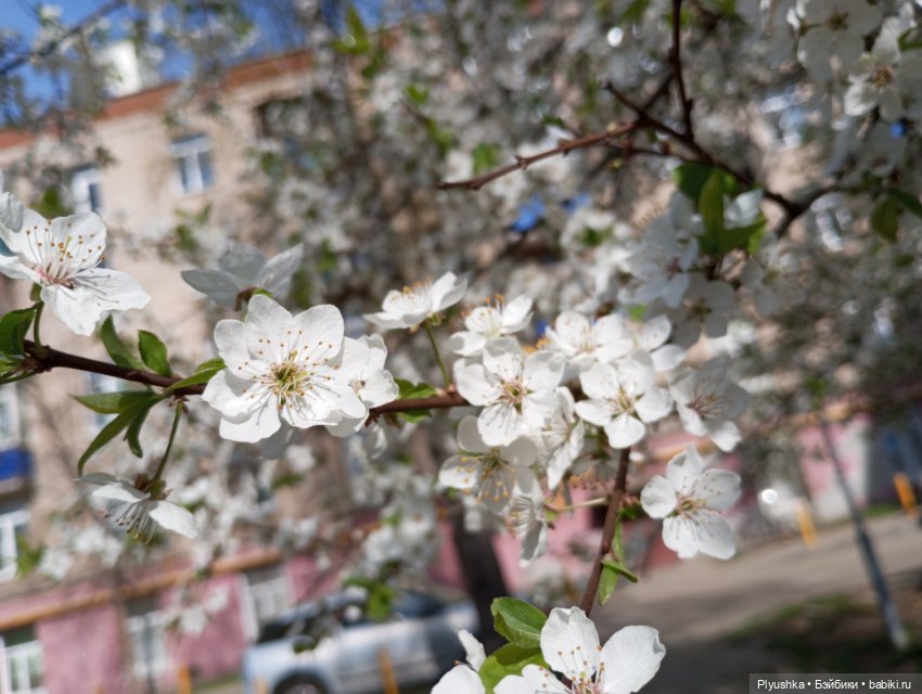 Вишня цветёт — Куклы LeeAnn (Denis Bastien) и Marianna Oldenburg: винил (фото 2)