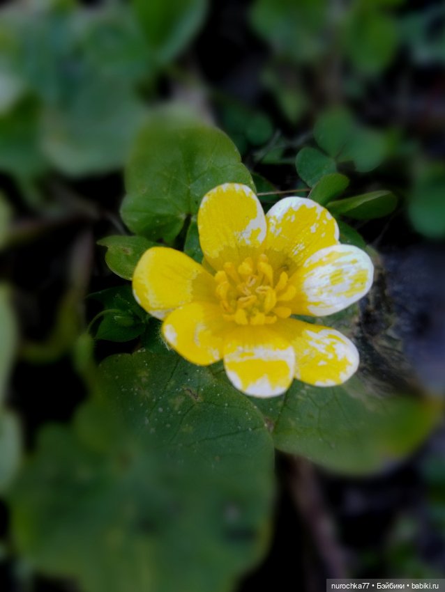 Про Нафочку. Первая весенняя прогулка (фото 8)