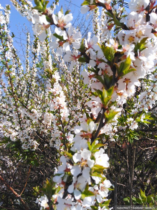 Про Нафочку. Весне на встречу