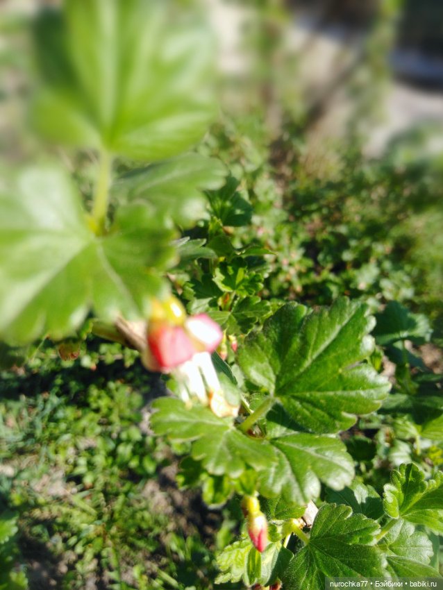 Про Нафочку. Весне на встречу