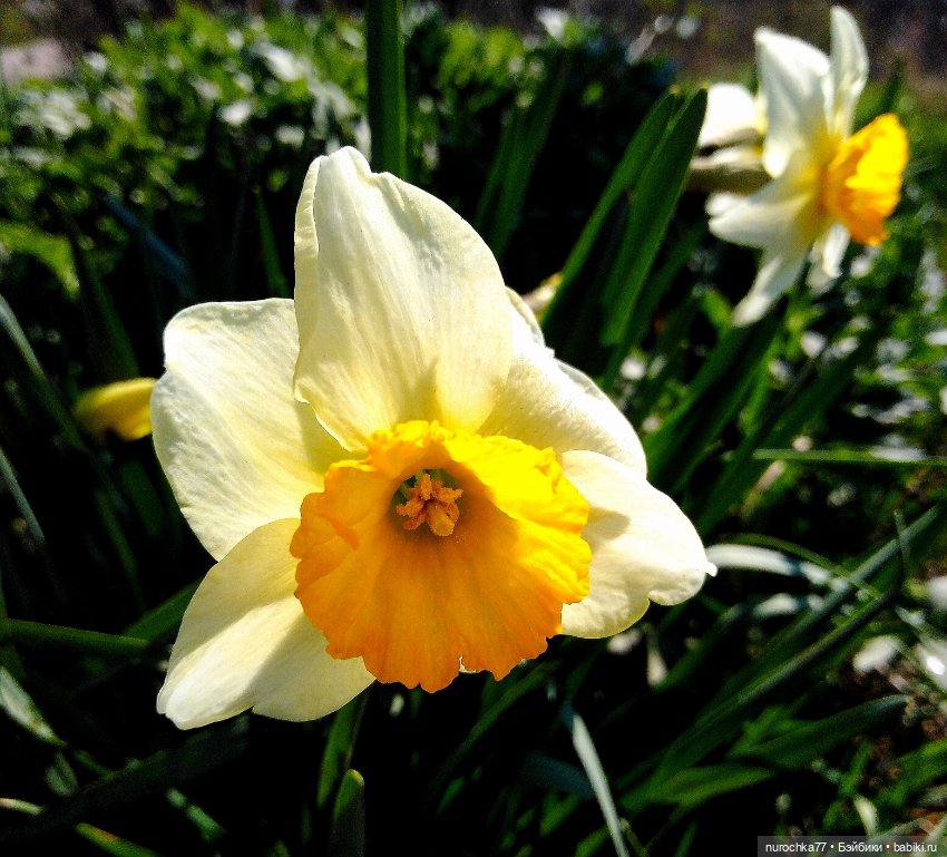 Про Нафочку. Весне на встречу