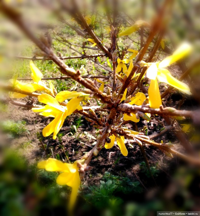 Про Нафочку. Весне на встречу (фото 5)