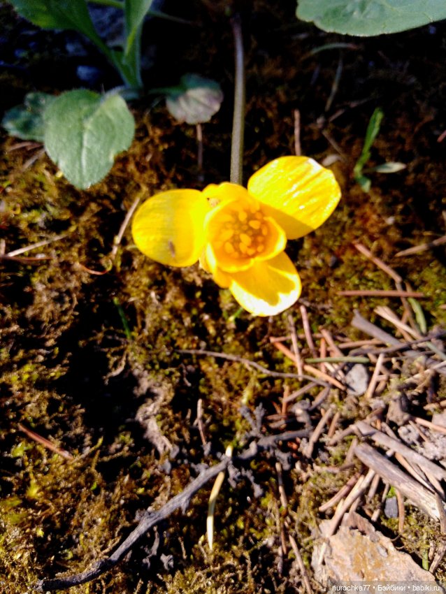 Про Нафочку. Первая весенняя прогулка (фото 10)