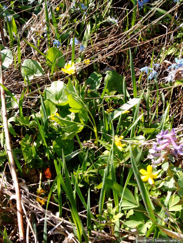 Про Нафочку. Весне на встречу (фото 10)