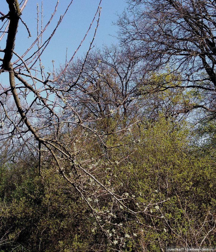 Про Нафочку. Первая весенняя прогулка