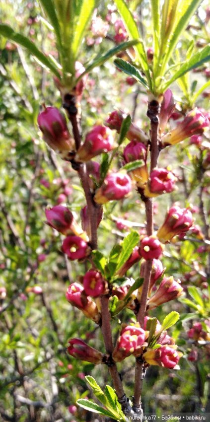 Про Нафочку. Весне на встречу (фото 4)