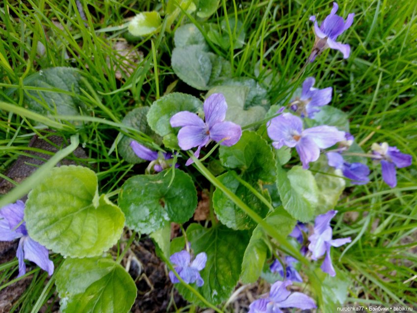 Про Нафочку. Первая весенняя прогулка