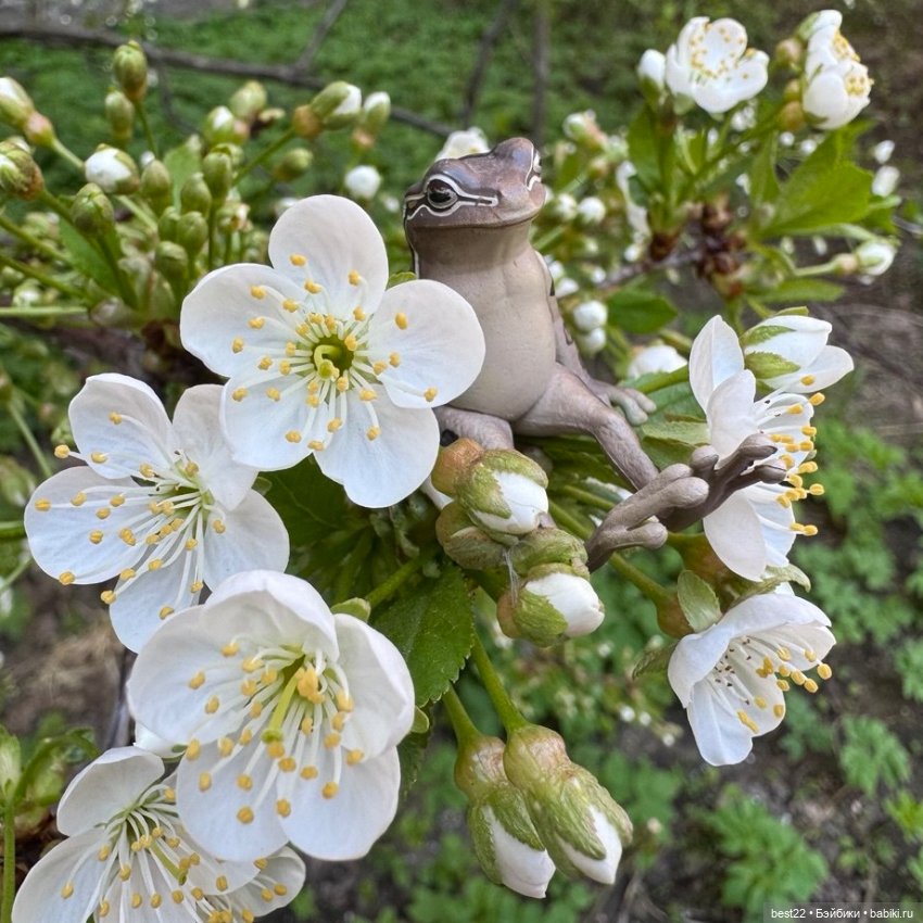 Улица, цветы, Акакий. Май-2025