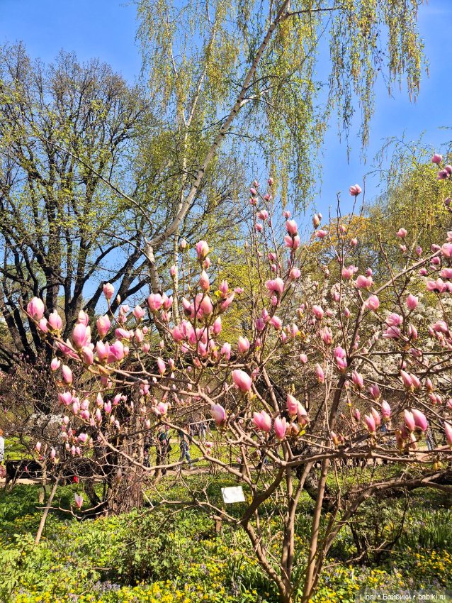 Как мы за сакурой ходили или Кимоно-пати