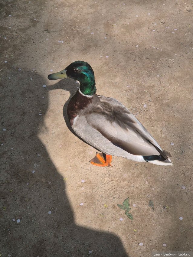 Как мы за сакурой ходили или Кимоно-пати (фото 10)