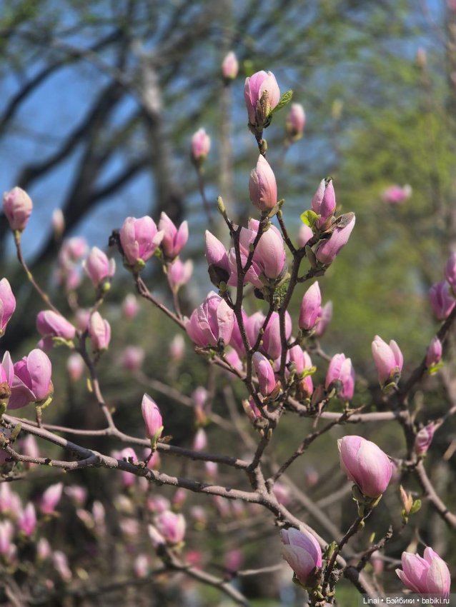 Как мы за сакурой ходили или Кимоно-пати (фото 2)
