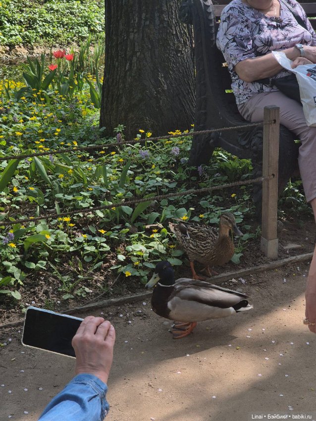 Как мы за сакурой ходили или Кимоно-пати (фото 8)