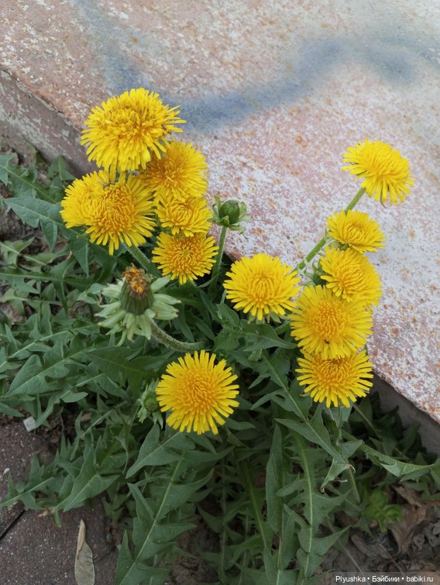 Про Марту — Домашние фото авторских кукол: личные коллекции