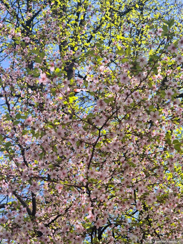 Как мы за сакурой ходили или Кимоно-пати (фото 7)