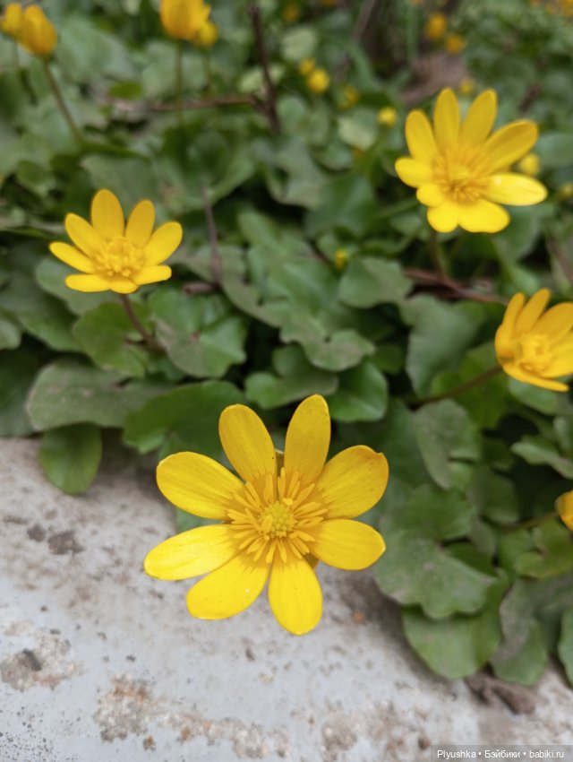 Про Марту — Домашние фото авторских кукол: личные коллекции