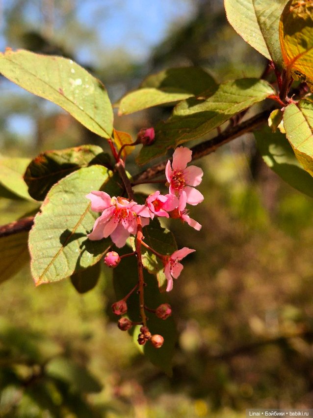 Как мы за сакурой ходили или Кимоно-пати