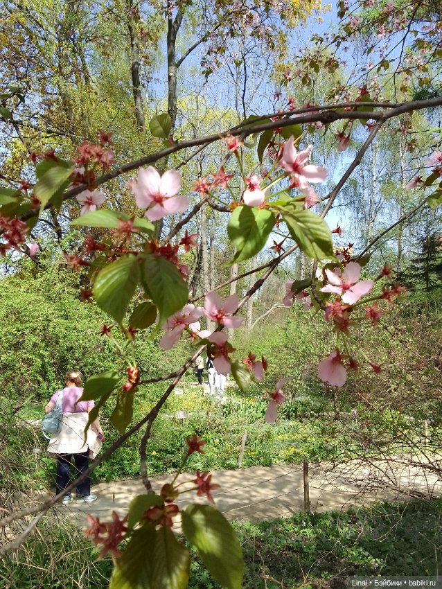 Как мы за сакурой ходили или Кимоно-пати