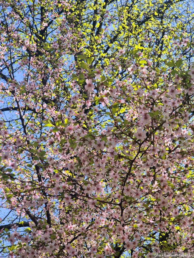 Как мы за сакурой ходили или Кимоно-пати (фото 6)