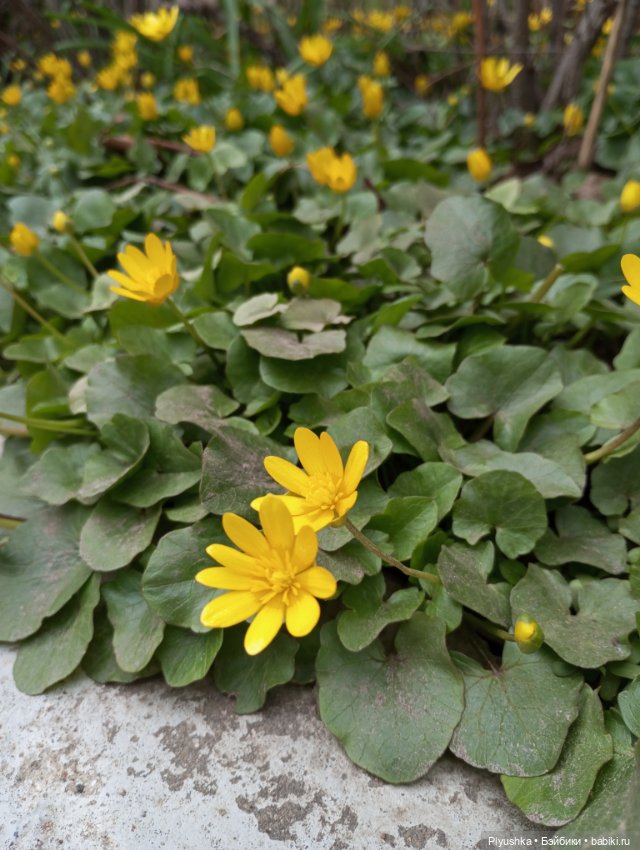 Про Марту — Домашние фото авторских кукол: личные коллекции