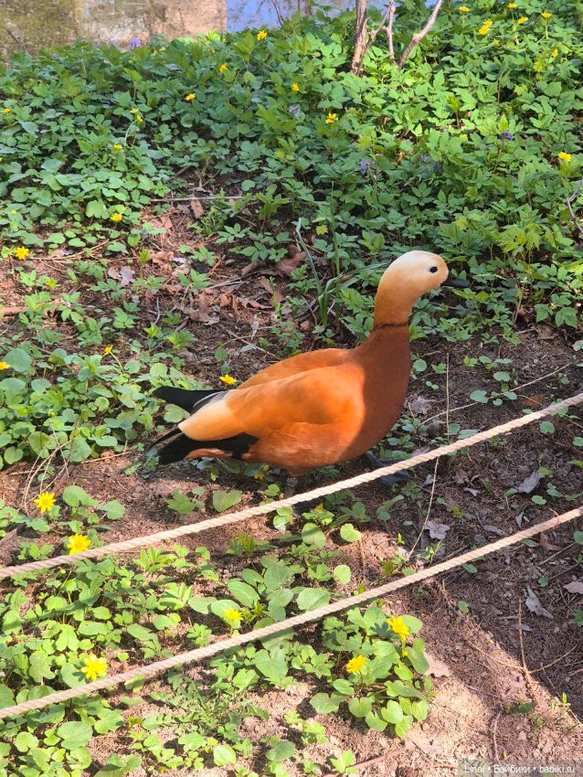 Как мы за сакурой ходили или Кимоно-пати (фото 4)