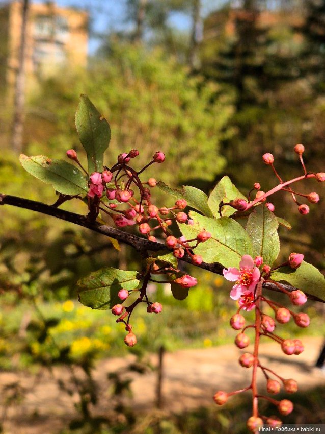 Как мы за сакурой ходили или Кимоно-пати