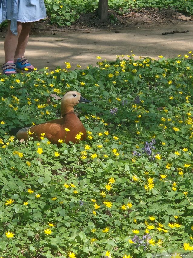 Как мы за сакурой ходили или Кимоно-пати (фото 5)