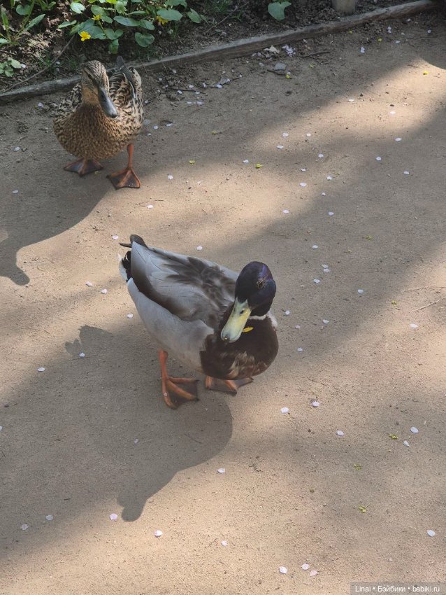 Как мы за сакурой ходили или Кимоно-пати (фото 9)