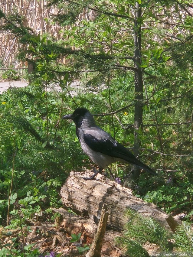 Как мы за сакурой ходили или Кимоно-пати (фото 3)