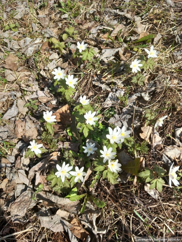 Традиция: До свидания "Руш"! Я буду скучать (фото 2)