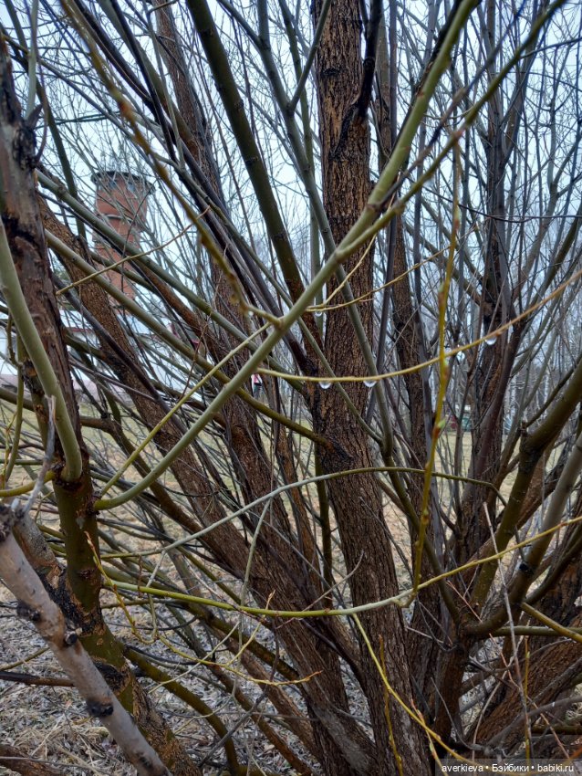 Традиция: До свидания "Руш"! Я буду скучать (фото 6)