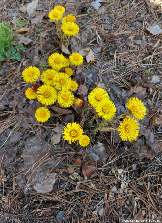 Традиция: До свидания "Руш"! Я буду скучать